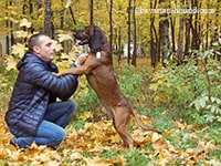 баварская гончая