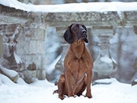 bavarian hound