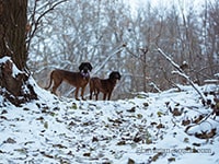 bavarian hound