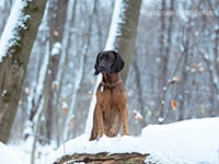 bavarian hound
