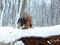 bavarian hound