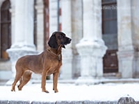 bavarian hound
