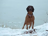 bavarian hound