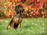bavarian hound