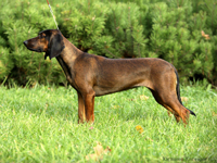bavarian hound