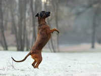 bavarian hound