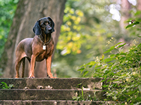 bavarian hound