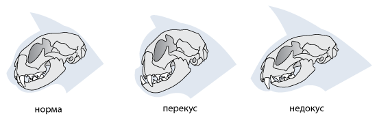 прикус