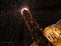 Avignon